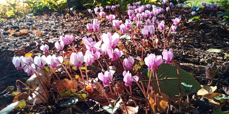 Cyclamen hederifolium Цикламен